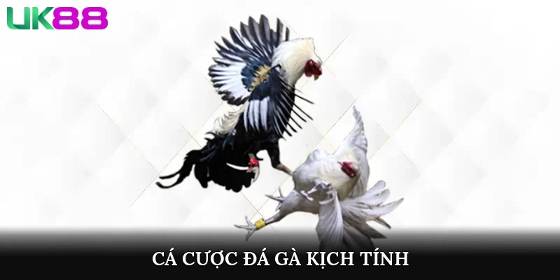 Cá cược đá gà kịch tính