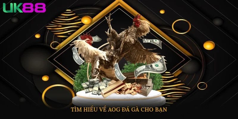 Tìm hiểu về AOG đá gà cho bạn